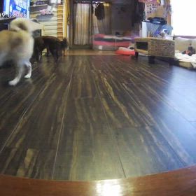 保護犬きなことあずきの画像