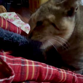 止めさせるべきか？の画像