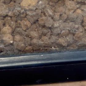 ごめんね、ピンとハピ、間違えちゃったーーーの画像