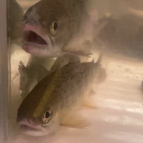 新しい仲間たちの画像