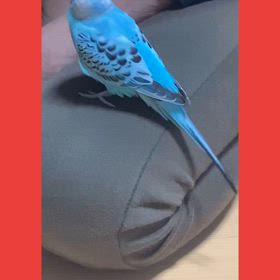 おばあちゃんとおしゃべりももちゃん（・▴・）の画像