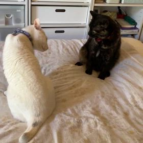 喧嘩勃発の画像