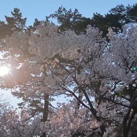 ひつじ屋のつぶやき  帰省と手相占いとの画像