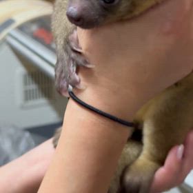 キンカジューの画像