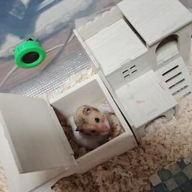 英彦さんもムーンライトを食べましたΨ( 'ч' ☆)。の画像