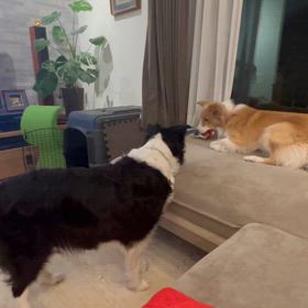 家族として認めよう(笑)の画像