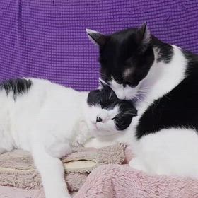 玲音くんと志音くんの近況の画像