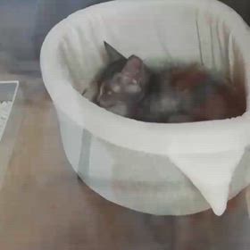 光ちゃん虹の橋へ旅立ちましたの画像