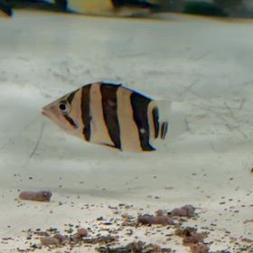 3月1発目！極太シャムバンドご紹介！の画像