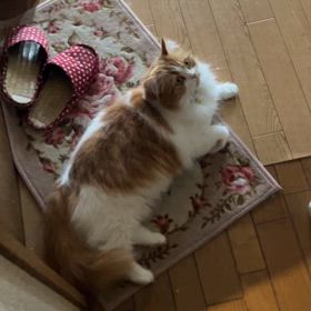 ボク（＝ﾊﾟｰﾄﾅｰ）腎盂腎炎のりこえましたの画像