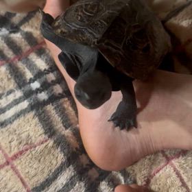 おばあちゃんの画像