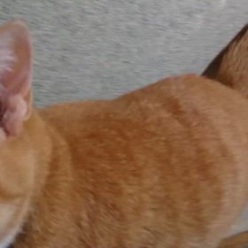 動画っていいなの画像