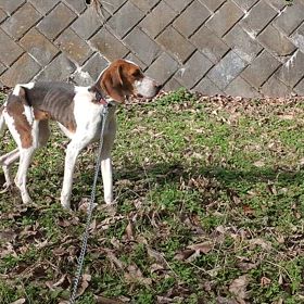 ”迷い犬　猟犬系　伊那市高遠町山室付近にて保護”　トライアルへの画像