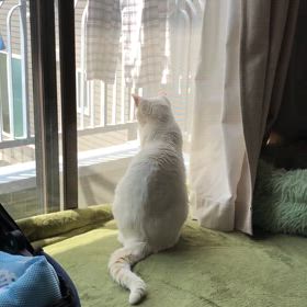 黄砂が来ないうちにの画像