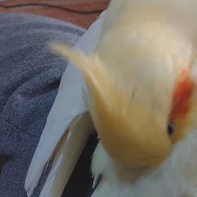 今日のじょじょの画像