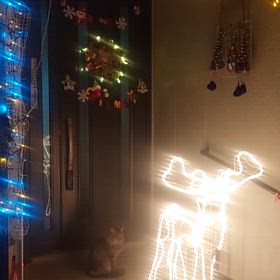 今日の競馬～アルゼンチン杯の画像