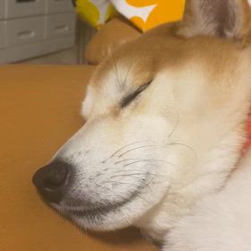 寝る前にの画像