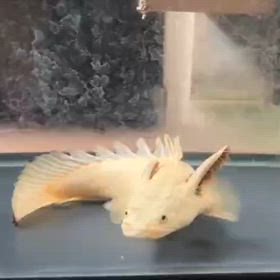 今日はインドネシア便輸入！！極上レア魚大量！の画像