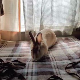 ゴロン寝。の画像