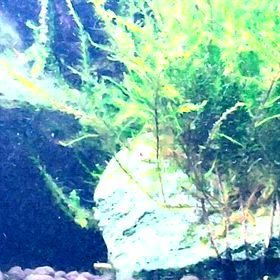 誰の子だろう？可愛い〜の画像