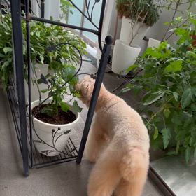 幸せとは？の画像