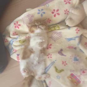 癒しのこまるの画像