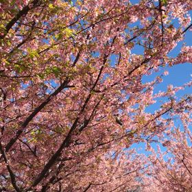 春　桜　鳥の画像