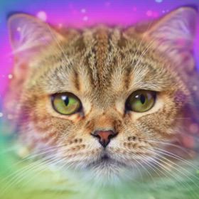 ⭐⭐⭐今日のにゃんこの画像