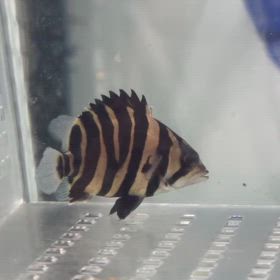 名古屋のダトニオスーパーマニア様に激レアダトニオご成約！の画像