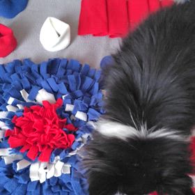 新しいノーズワークの画像