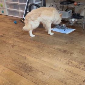 保護犬うどん　おまけの話しの画像