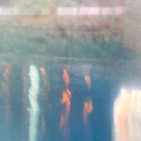 水の中のアシカたちの画像