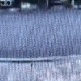 放して散歩の画像