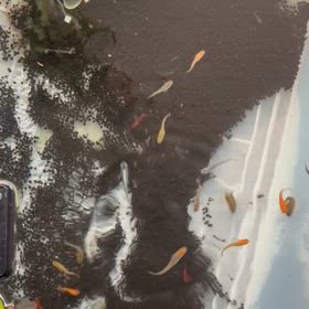 見てると体の痛みが和らぐ存在の画像