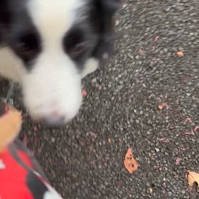 穂風、世界一大好き。の画像