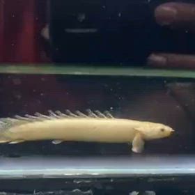 久しぶりに小型プラチナポリプ祭り開催します！の画像