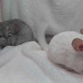 ご家族様募集中のチンチラの双子ちゃんの画像