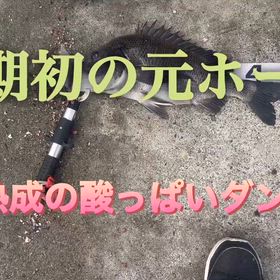 ４日熟成の酸っぱい臭いのダンゴで釣れるのか？の画像