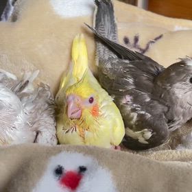 今回のオカメインコさん、全員ご家族が決まりました！の画像