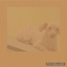 DOGXDOG ここあちゃんの画像