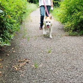 ”おばぁわん期限切れました【保健所収容中】”の画像