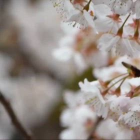 今日のメジロと桜の画像