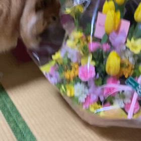 お花は食べないで！の画像