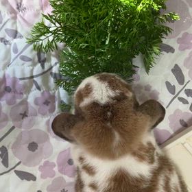 にんじん葉っぱ　うまうまぴょんの画像