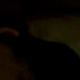 カワイイイキモノの画像