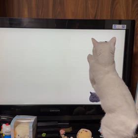 猫用テレビ(笑)の画像