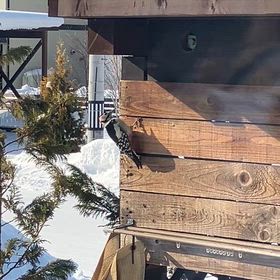 アカゲラ再び現る！の画像