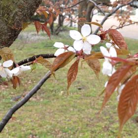 山桜の画像
