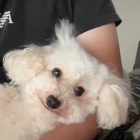 アンジェルカママの独り言の画像