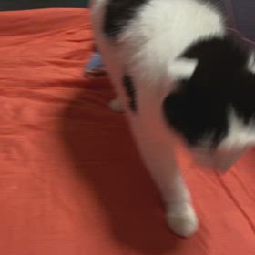 オラオラさぶちゃん　＋　決戦前夜的なの画像